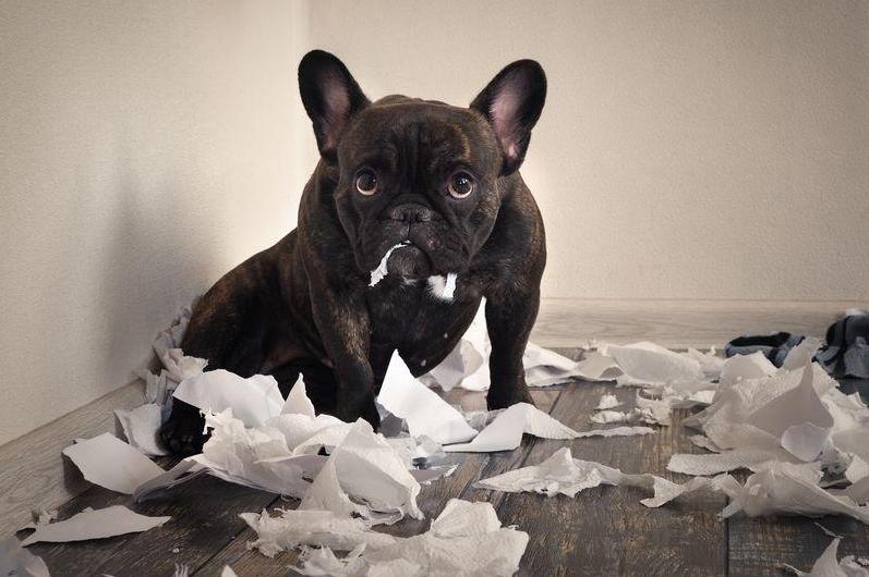 狗狗换新主人多久能适应,狗狗换了主人后会有什么表现