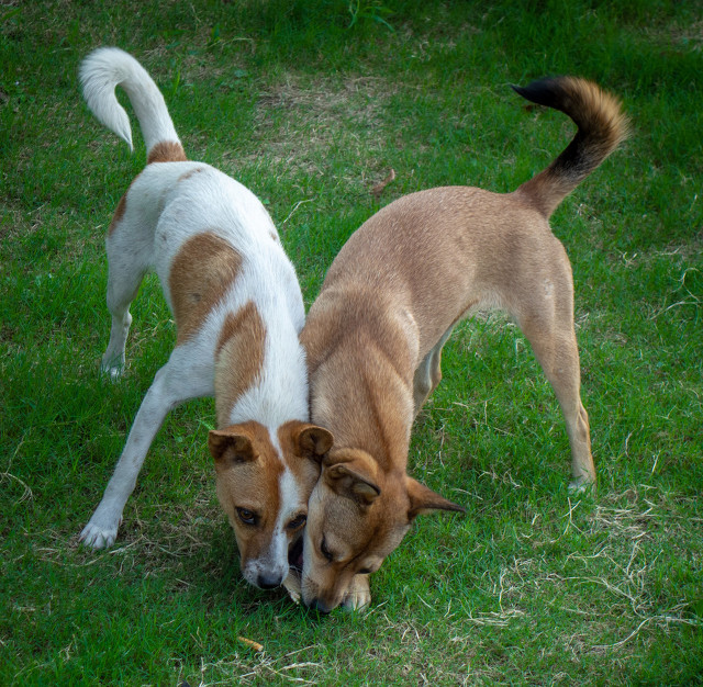 大学系主任值得当么,在高校当系主任好不好