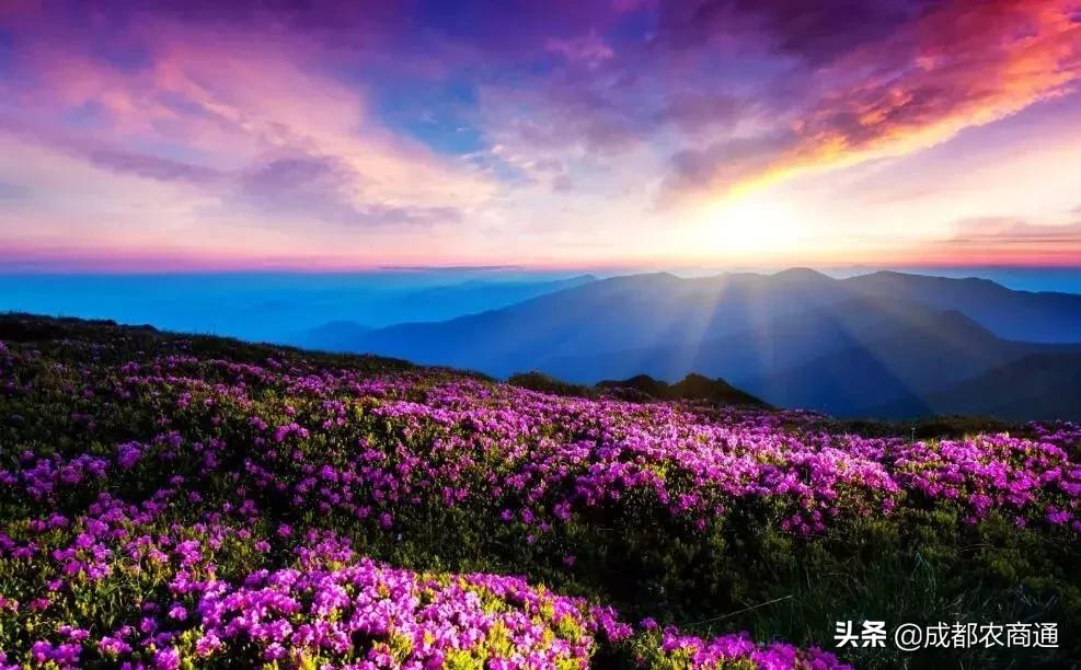 中国国花牡丹梅花之争,牡丹作为中国国花的特点