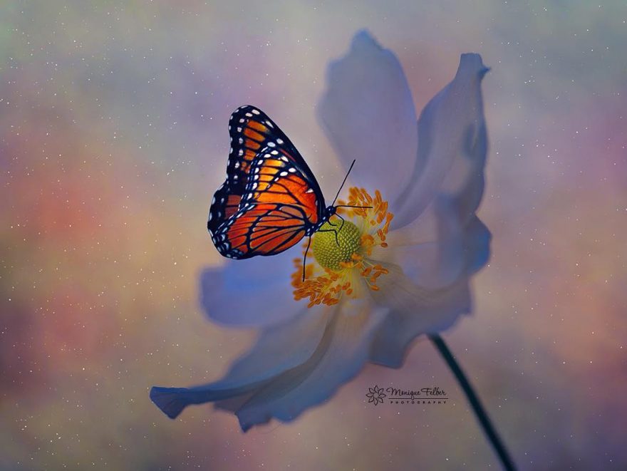 什么叫做微距相机拍摄技巧,微距摄影手机拍摄技巧