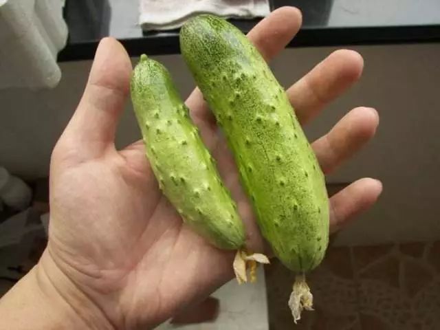 阳台黄瓜的种植如何保水保肥,阳台黄瓜怎么浇水多长时间浇一次