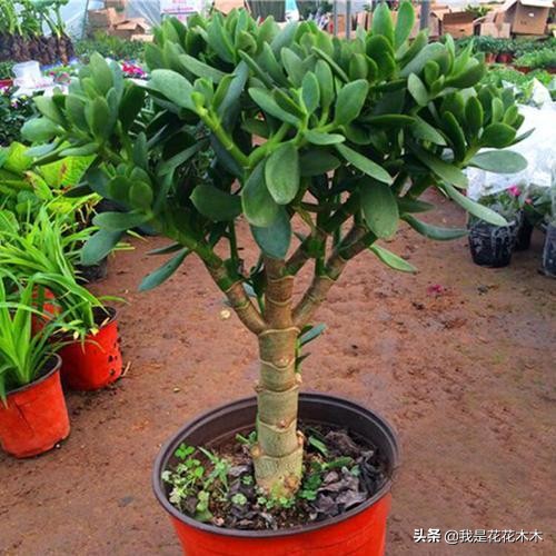 夏天天热养这3种花,这3种花超耐旱