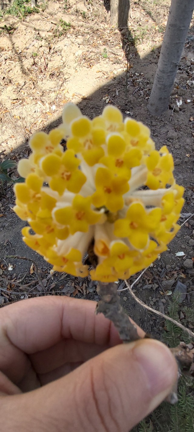 农村房子空地小花园,农村自建房院子种满花草