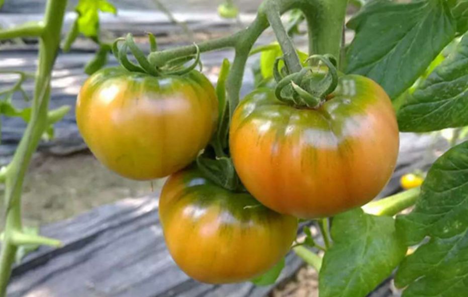 辽宁葫芦岛特产有哪些,辽宁特产有哪些值得带去的