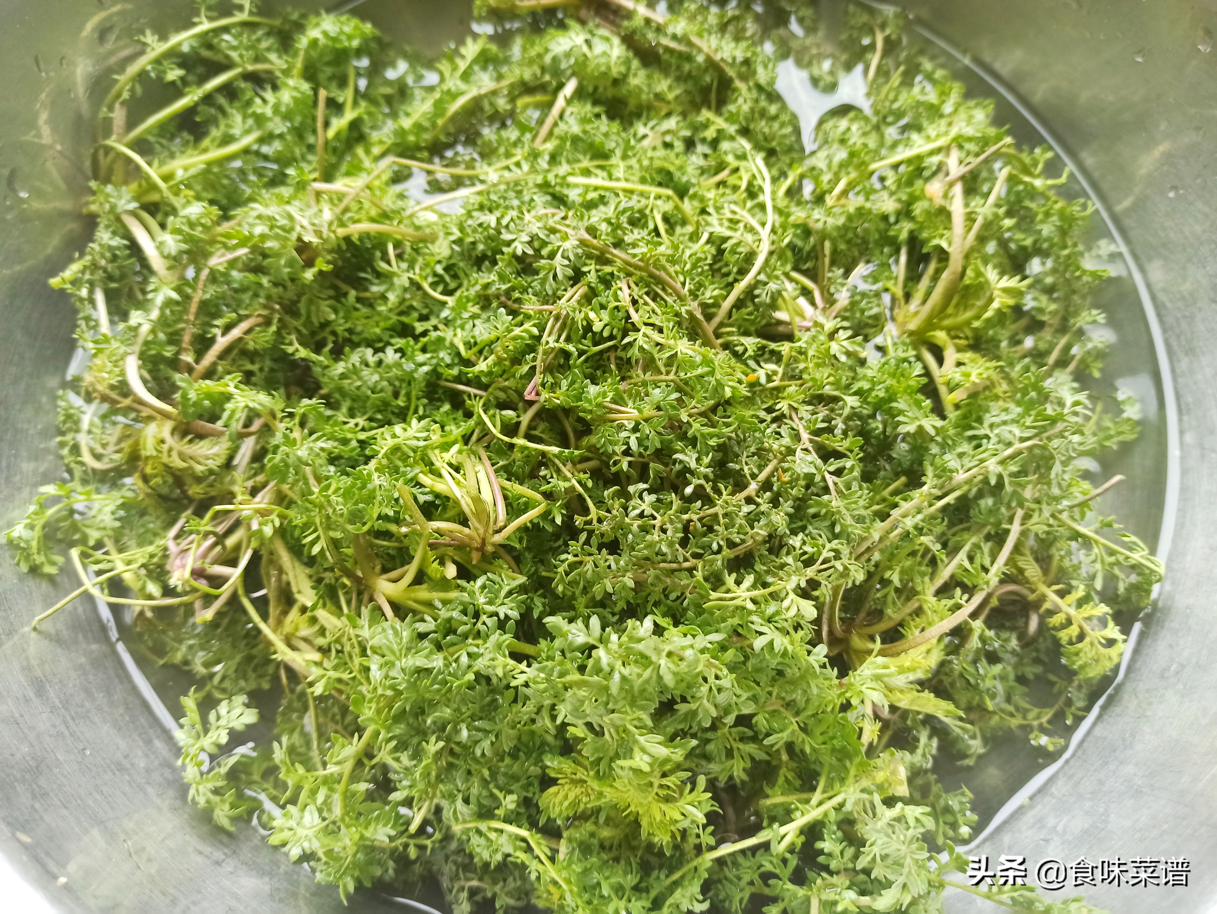 春天家常蒸菜100道不上火,春季有哪些蒸菜做法好吃