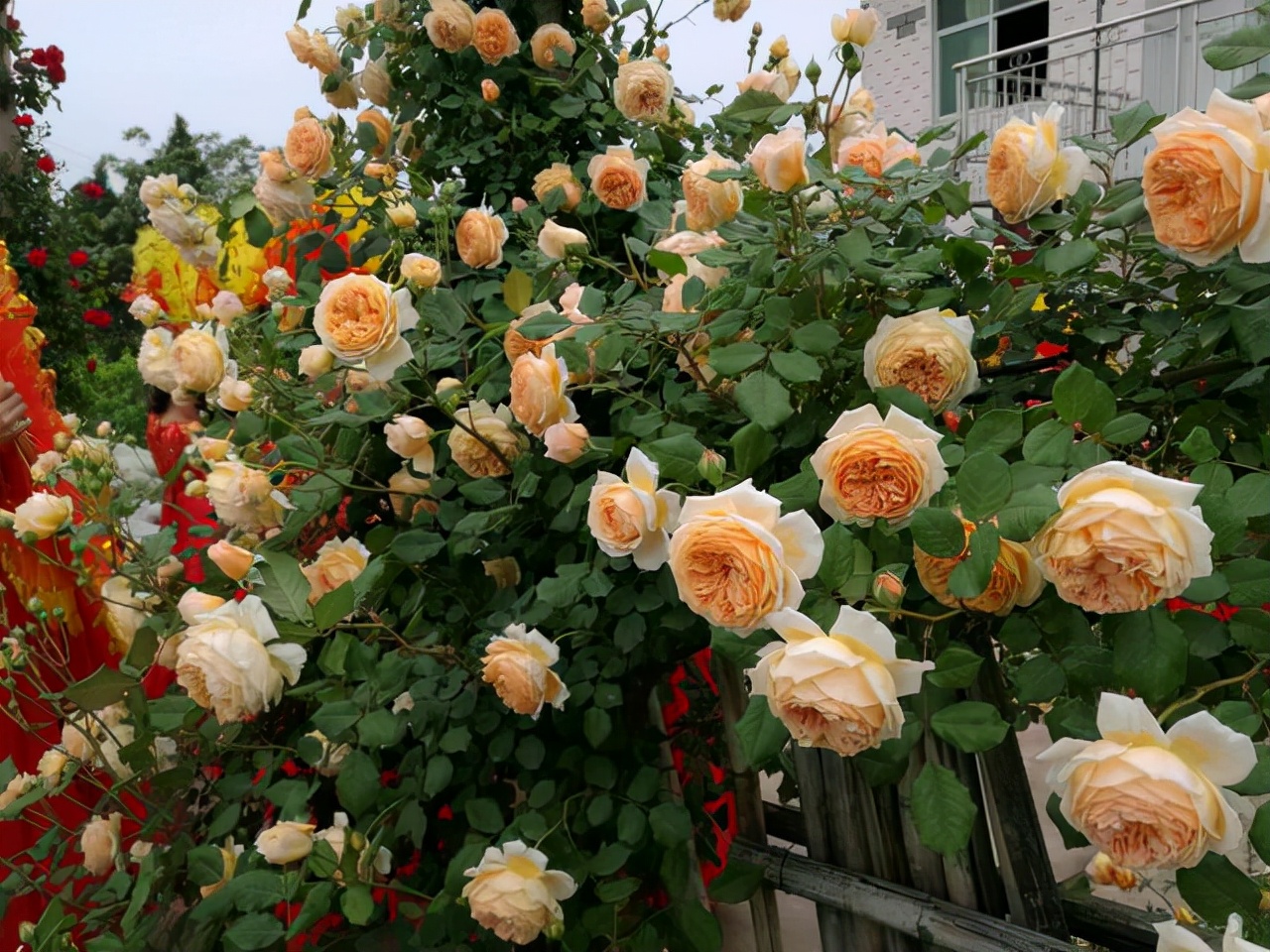 最优秀的几款藤本月季,值得入手的十大月季