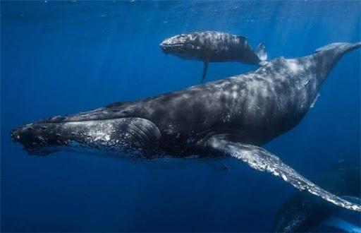 雄性竞争是本能,男性雄性荷尔蒙旺盛跟精子有关吗