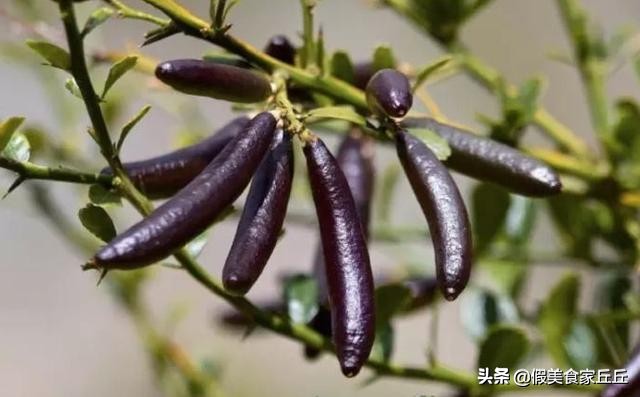 世界最贵水果排行榜前十名,世界上最贵的水果是什么