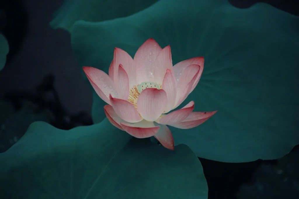 繁华过后一盏清茗也能品出百味,繁华之后静立于世