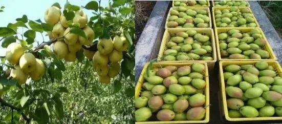 大荔县示范村名单,大荔县10个村