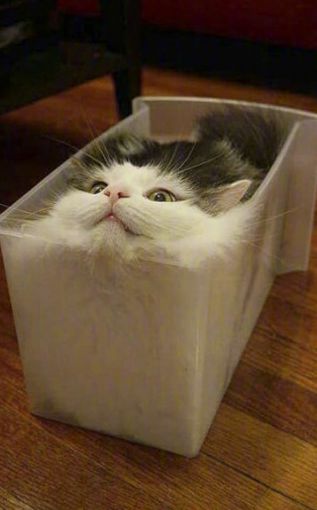 猫的内在品质,猫的本质就是嫌弃主人