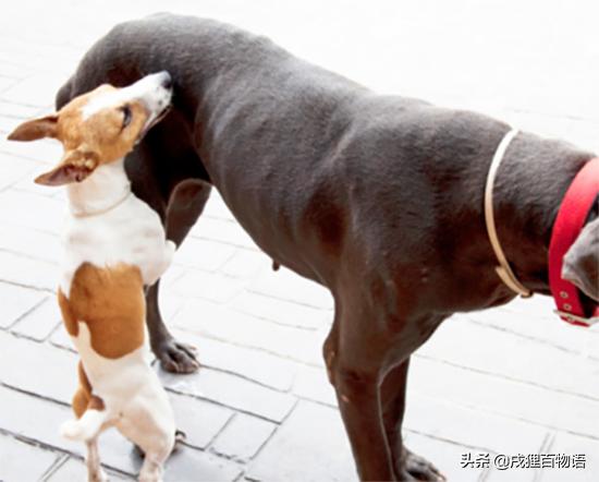 泰迪爬跨行为怎么解释,泰迪狗狗尴尬期的表现有哪些