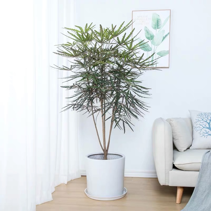 适合阳光暴晒的观叶绿植,适合室内养的高端观叶绿植