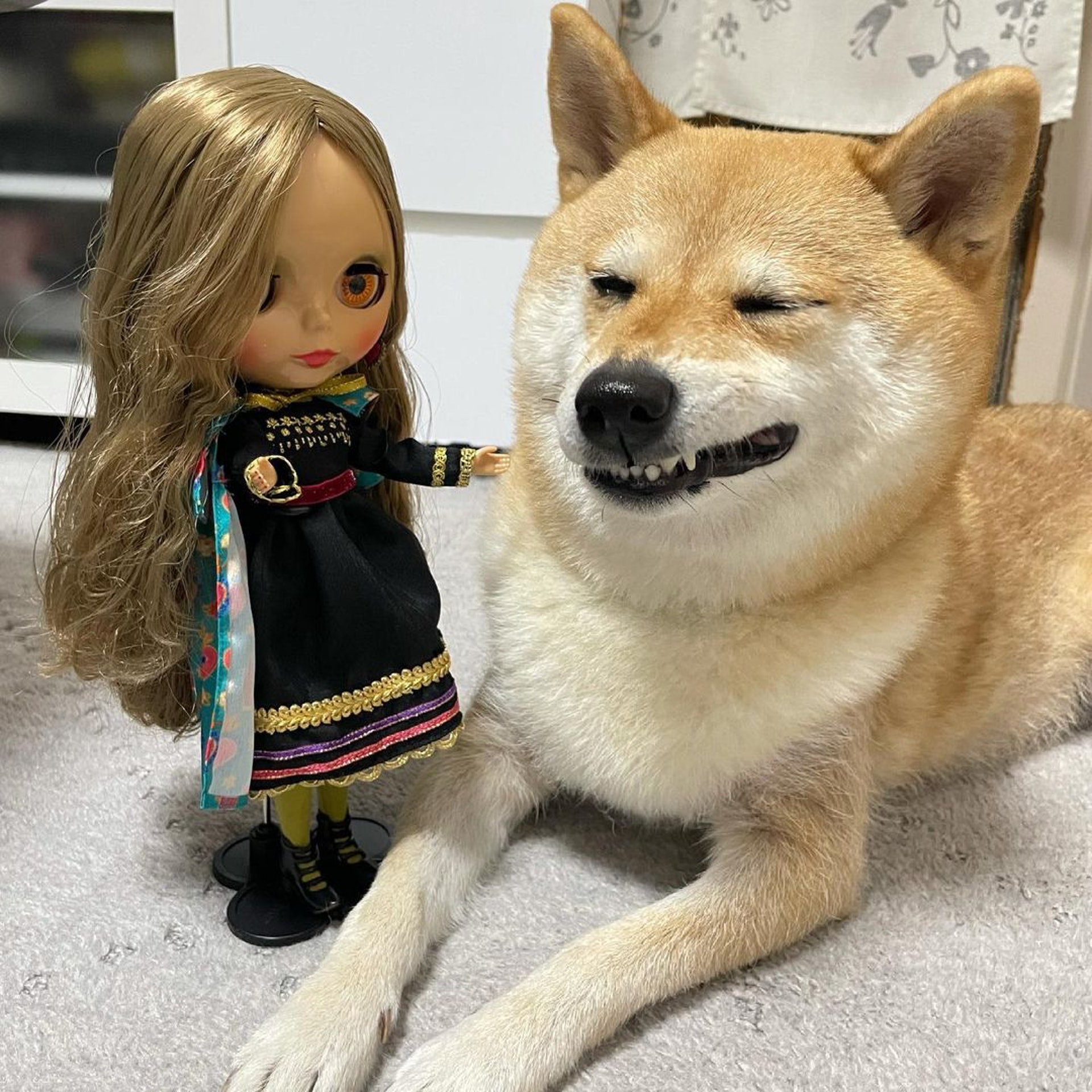 被砖头压住了!影帝柴犬超入戏25个连自己也骗倒的瞬间