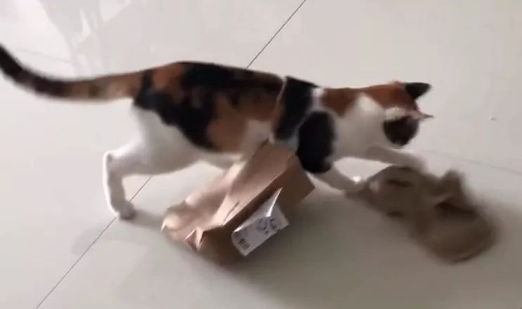 猫咪挑食不怎么吃怎么办,猫咪怎样的表现证明它是挑食了