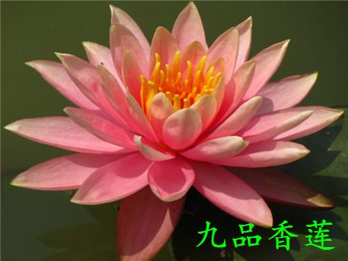 水培睡莲的种植方法,睡莲几月份种植最好