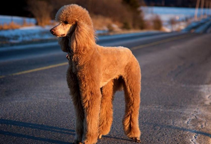 哪种狗狗适合新手养又不怎么掉毛,不容易掉毛适合新手养的狗狗