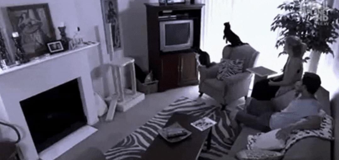 猫为什么总凶别人,猫为什么凶新来家的小猫