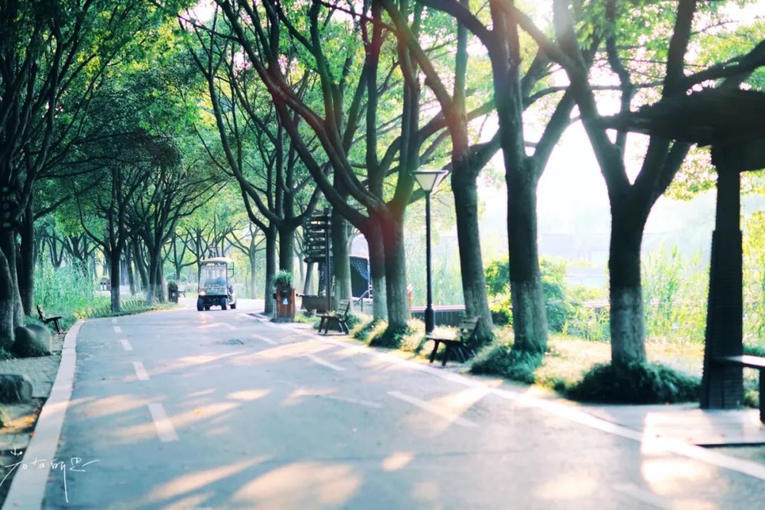 娌欏娴滅殑绱壊鑺辨捣,娌欏娴滈鏅尯鑺辨捣