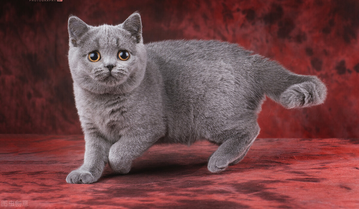 适合新手宠物猫,宠物猫新手哪种好养