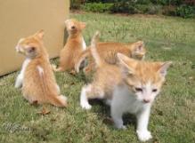 中国猫的雅称,猫生百态包括什么