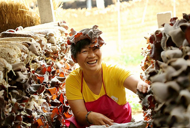 小木耳养殖致富,小木耳菌种怎么种植呢