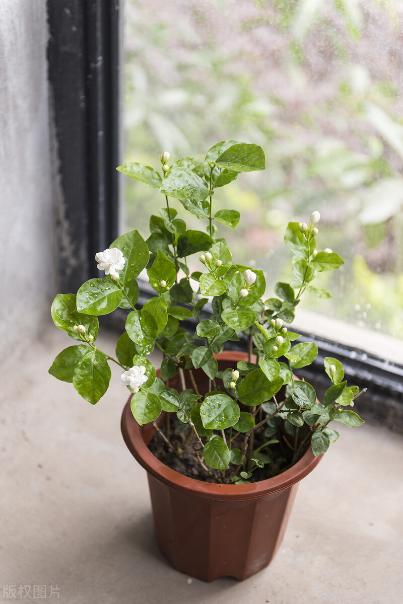 描写茉莉的散文随笔,悠悠艾草香散文原文