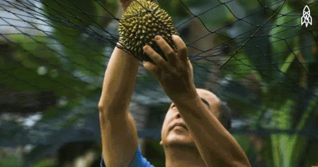 赌王派私人飞机买,蔡少芬怀孕也痴迷,凭啥它让*欲人**罢不能?