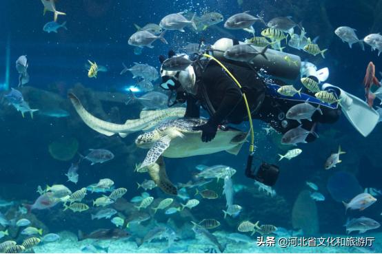 海洋公园特价35元起,快来唤醒来自世界各地的海洋居民吧!