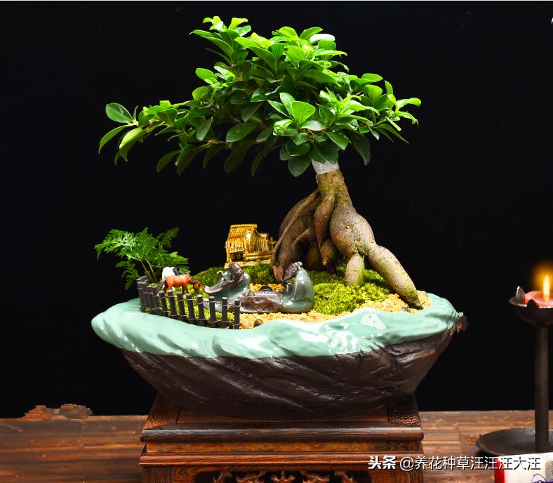 榕树的冬季管理方法,榕树的浇水原则