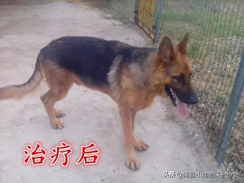 治疗狗皮肤病最见效的药,狗子皮肤病治愈全过程