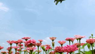 双流空港花田最新进展,双流空港花田开放了吗最新回复