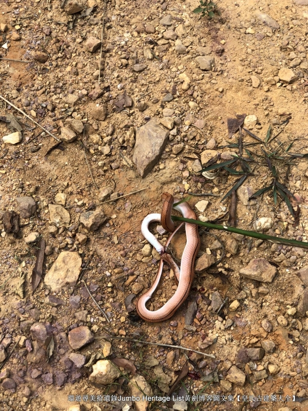 第1632回：金龟村被时光眷顾，坪头岭让田心山围