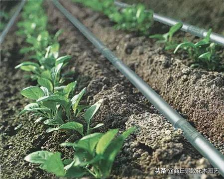 苗木养护存活率标准,苗木一年四季养护方案及措施