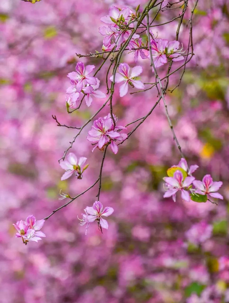 退休后就去国内旅游,退休后必去的100个景点