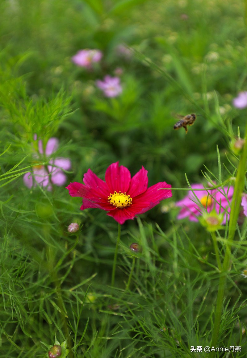 距离重庆最近的避暑城市,离主城近的夏日重庆避暑圣地