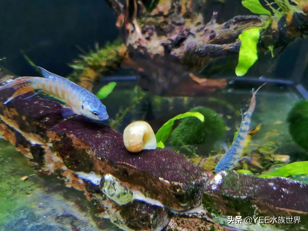 鱼缸过滤长螺怎么处理,鱼缸爆藻用什么过滤好