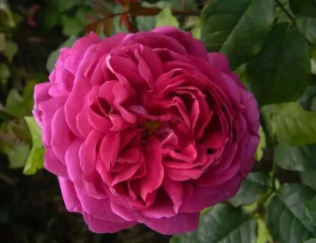 每天学习一点点花卉,100种常见玫瑰品种