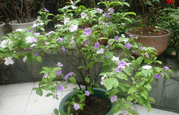 淘米水养花的正确方法和注意事项,鸡蛋壳淘米水做养花肥料的方法