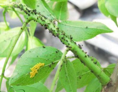 植物叶片有黑色颗粒状的虫子,家里养的植物招虫子