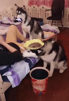 值得收藏的搞笑图,最有趣的gif动图