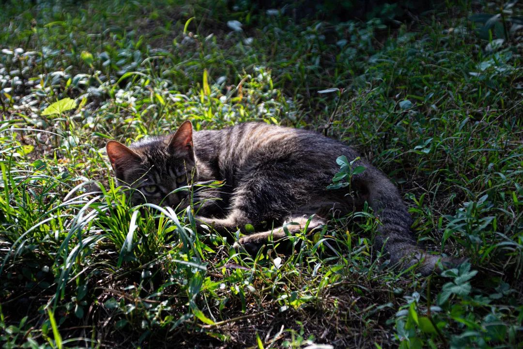 成都十三座清真寺,成都土桥上寺清真寺