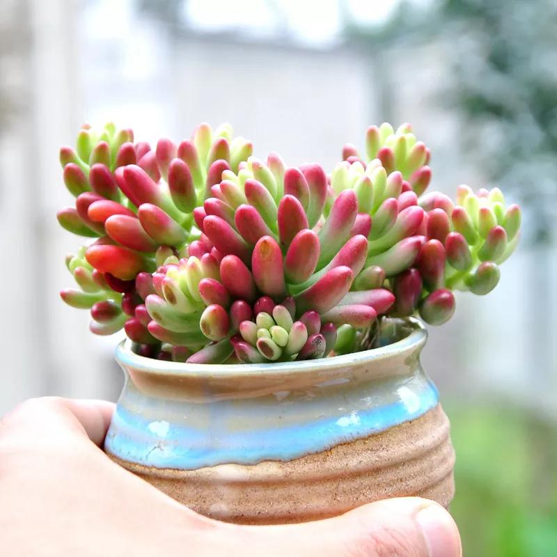 好养又易爆盆的多肉,多肉爆盆小仙人球