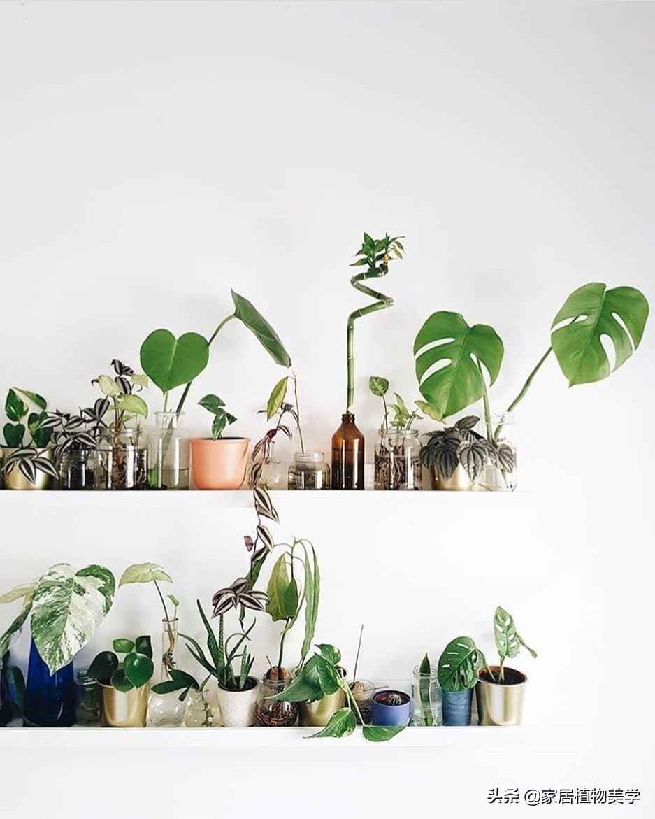 假期中,家里的「留守植物们」该怎么办呢?