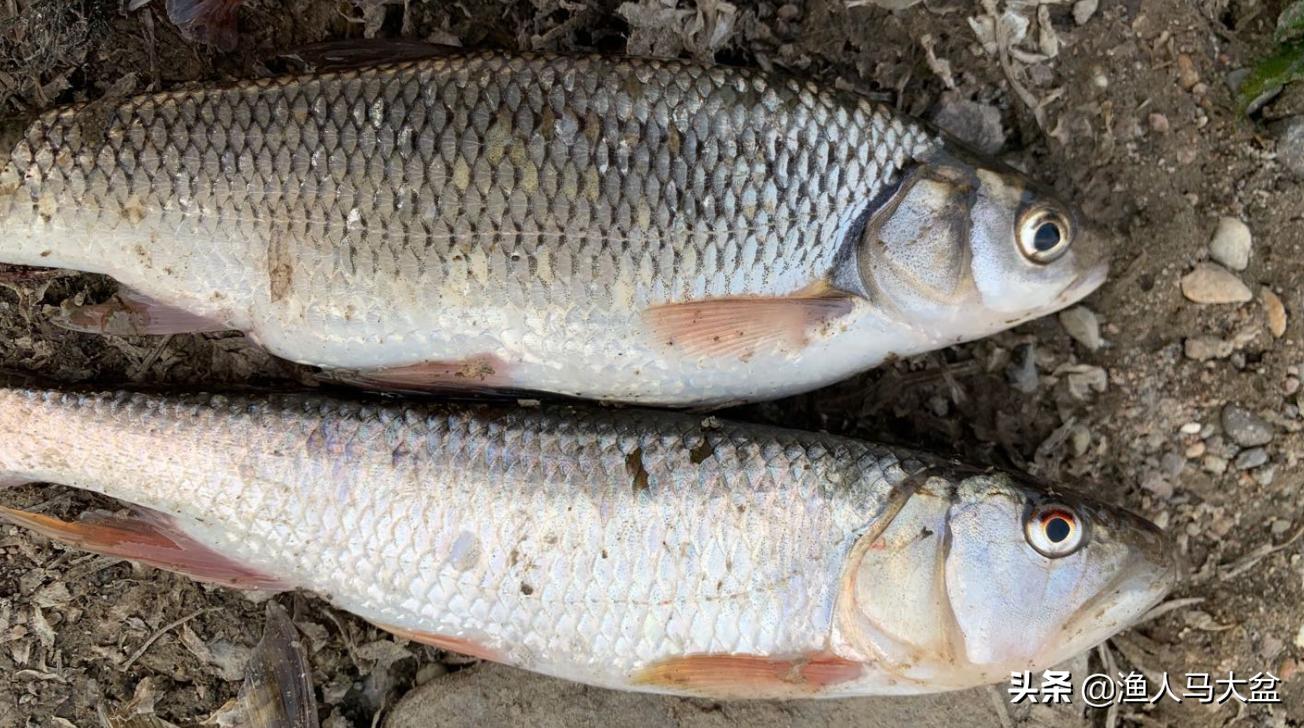 舌尖上的中国北渡鱼视频,瓦氏雅罗鱼正宗做法