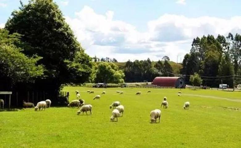 澳洲的代购奶粉还能买吗,澳洲代购中国奶粉安全吗