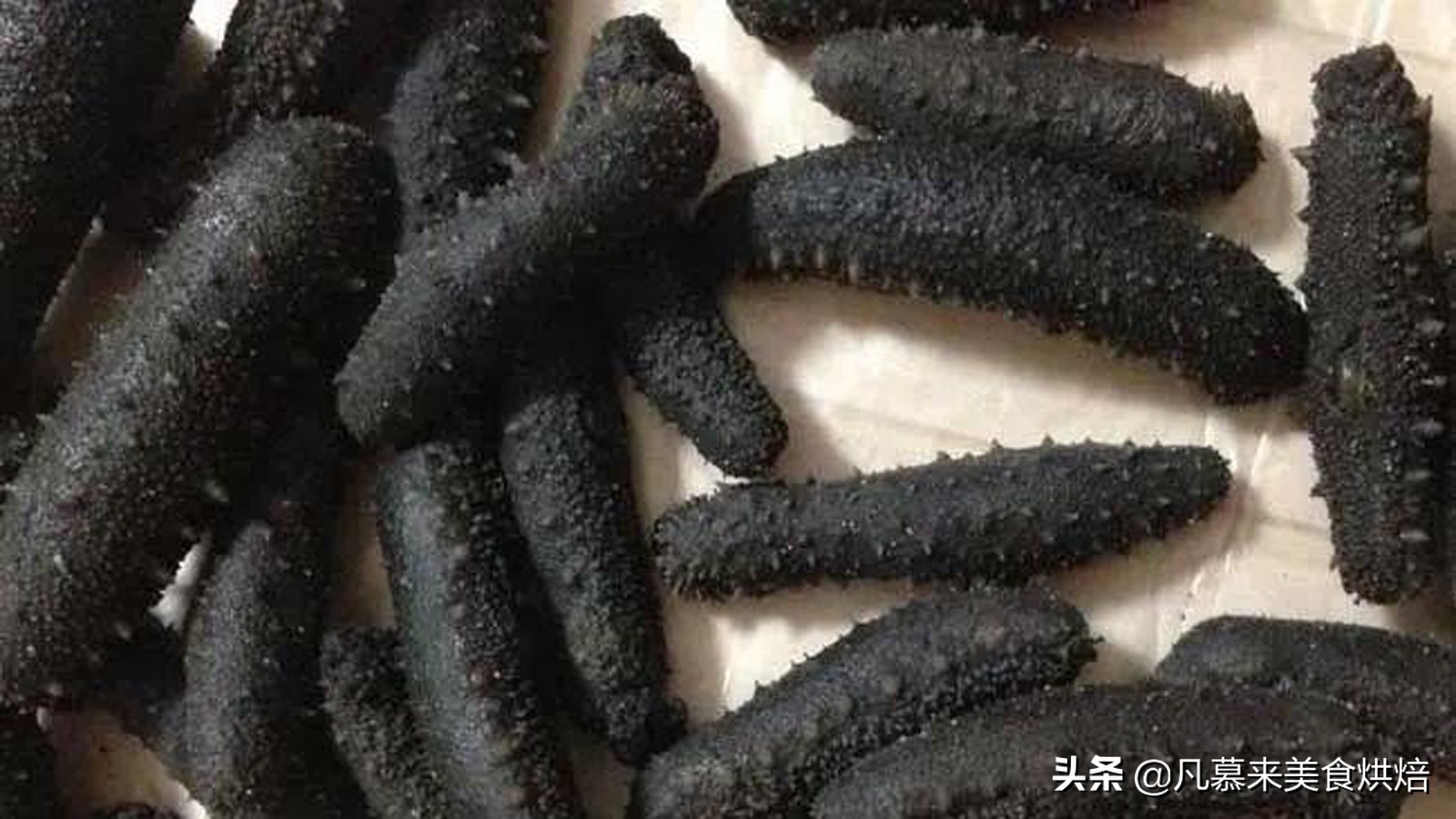 海参有多少种品种科普,海参品种齐全多种多样