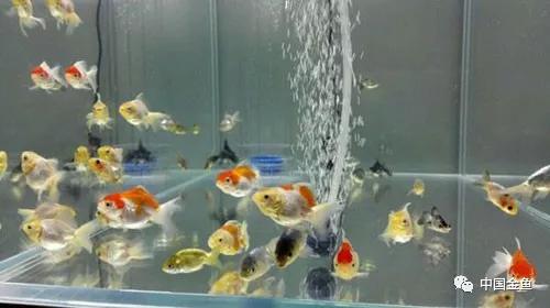 我向媳妇保证，最后一个缸