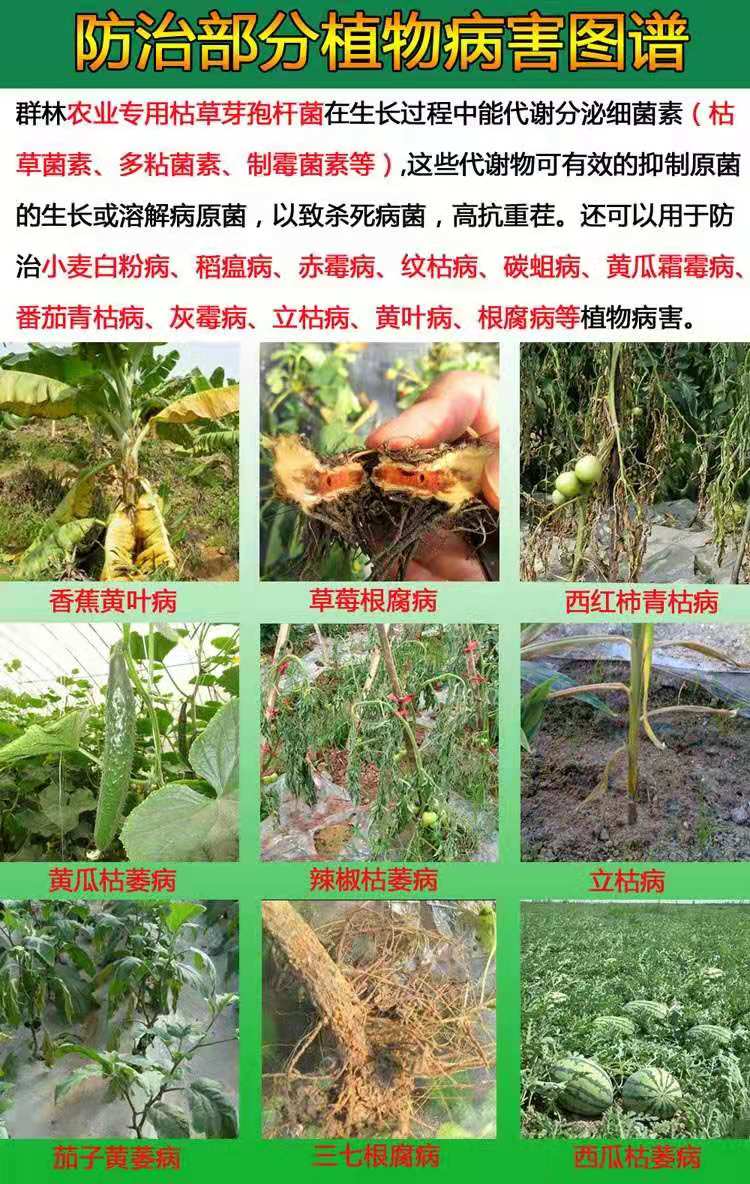 三分钟搞明白枯草芽孢杆菌的作用，“以菌治菌”防治土壤重茬病害