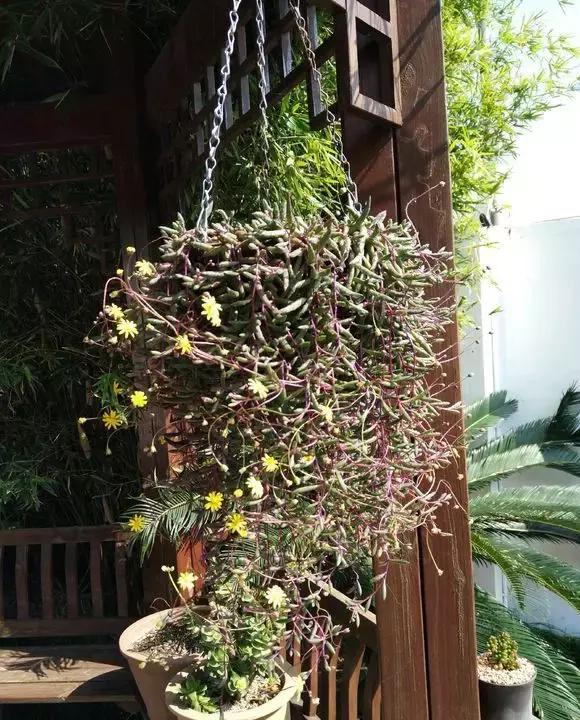 多肉吊兰哪种比较好养,哪种吊兰多肉耐寒耐晒